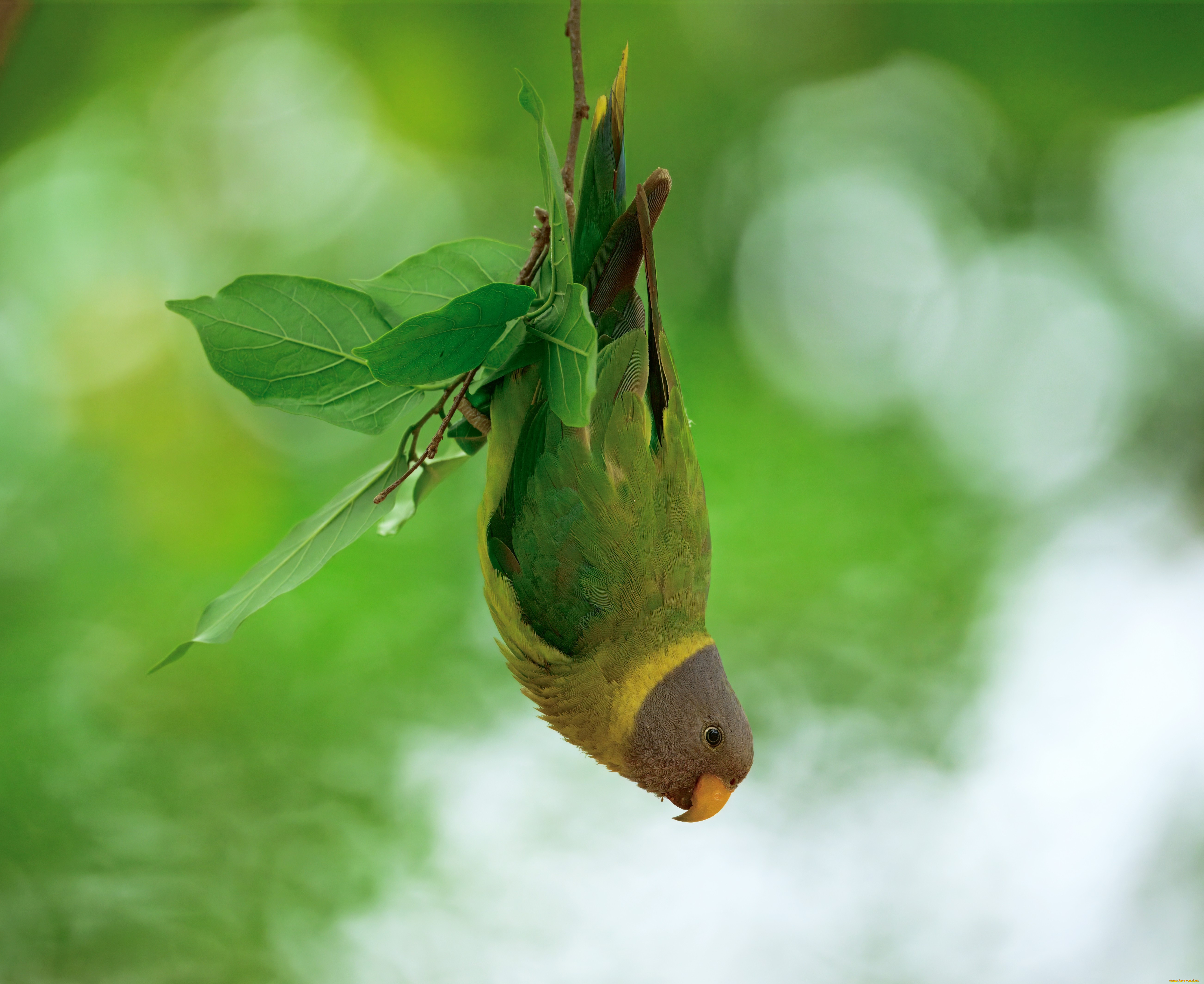 ��������, �������, �����